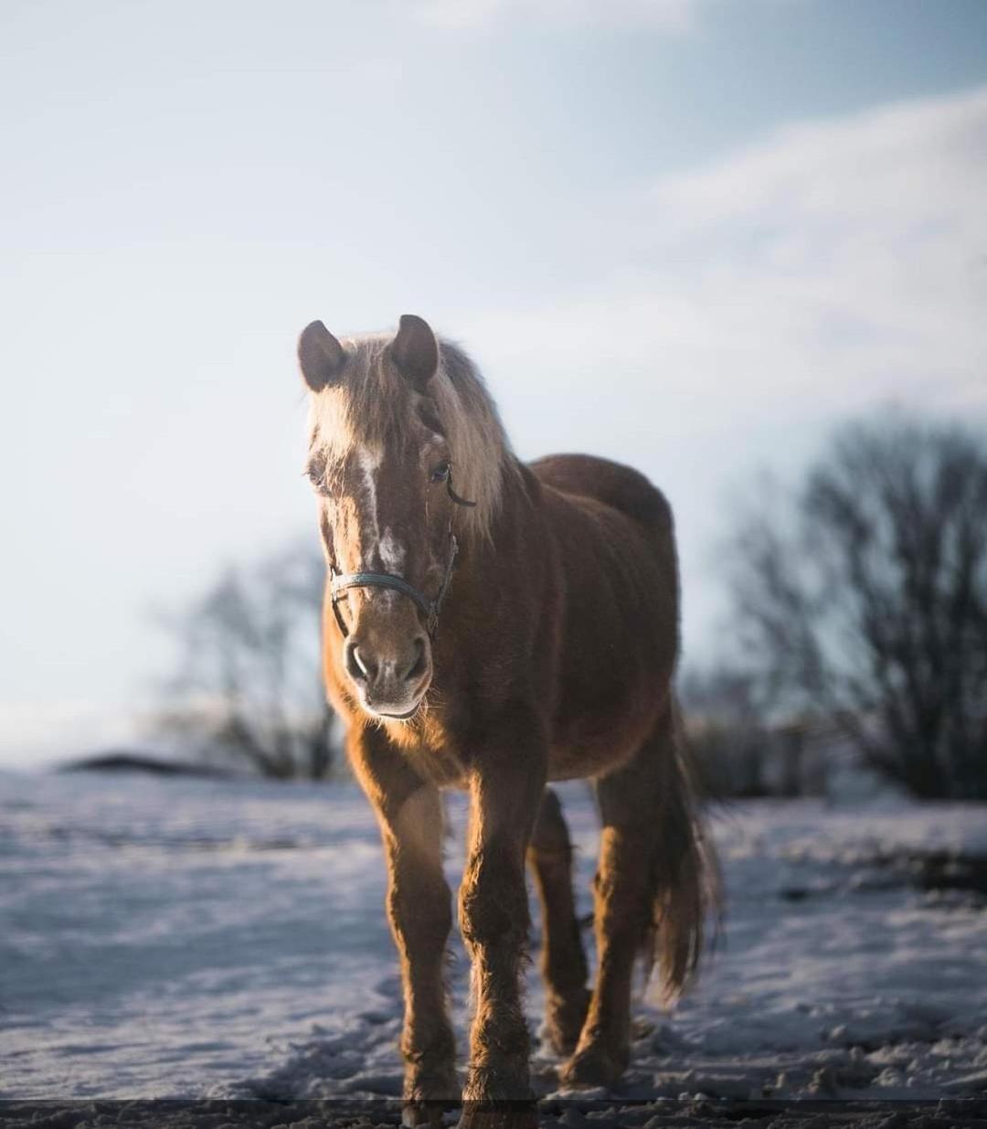 Chata Chlumík Decin Exteriér fotografie